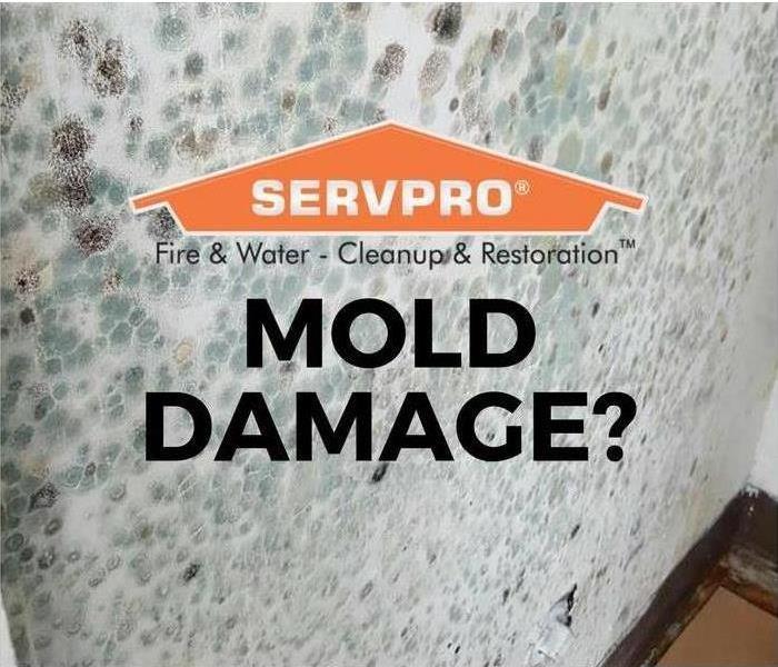 SERVPRO's got the Mold Under Control. 